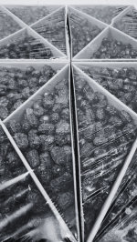 Kurma Ajwa Al Haramain - ViP (5kg per carton) [OUT OF STOCK]